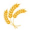 Wheat or barley ears. Harvest wheat grain, growth rice stalk and whole bread grains or field cereal nutritious rye grained