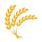 Wheat or barley ears. Harvest wheat grain, growth rice stalk and whole bread grains or field cereal nutritious rye grained