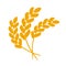 Wheat or barley ears. Harvest wheat grain, growth rice stalk and whole bread grains or field cereal nutritious rye grained
