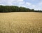 Wheat barley field in country blue sky forest