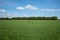 Wheat or barley field with the trace of tractor or vehicle wheel mark.