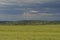 Wheat or barley field under storm cloud before rain. The clouds are purple and dark blue.