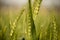 Wheat barley in field at vegetative stage