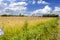 Wheat and Barley fields in America