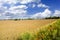 Wheat and Barley fields in America