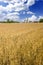 Wheat and Barley fields in America