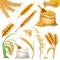 Wheat, barley, oat and rice. Cereals icon vector set