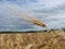 Wheat bio fuel