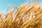 Wheat on blue saturated sky background