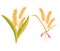 Wheat bunch ears. Oatmeal bouquet. Wheat spikelets. Wheat, rye, rye ear, symbol of farming, bread, harvest. Whole stems, an