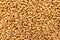 Wheat cereal grain. Closeup of grains, background use.