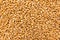 Wheat cereal grain. Closeup of grains, background use.