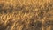 Wheat close-up on a blurry background in sunlight. Wheat field. Maturing ears of wheat. The concept of harvest and food,