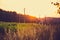 Wheat and corn fields at sunset near the forest against a gradient sky background Belarus, Grodno