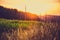 Wheat and corn fields at sunset near the forest against a gradient sky background Belarus, Grodno