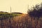 Wheat and corn fields at sunset near the forest against a gradient sky background Belarus, Grodno