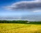 Wheat and corn growing on farm