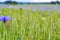 wheat and cornflowers in a farmers field