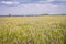 Wheat and cornflowers field