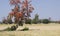 Wheat Crop Agricultural Field and Flame of the Forest Palash Tree