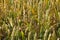 Wheat crop in August, UK