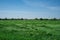 Wheat crop Damage after heavy Storm