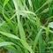 Wheat crop in early stage with dew clean drops