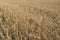 Wheat crop harvest full frame horizontal; cereal grain; field of wheat