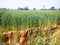 Wheat crop Indian agriculture