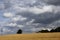 Wheat crop ripe for harvest