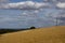 Wheat crop ripe for harvest