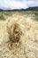 Wheat cropped and ready to be transferred, wheat field