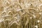Wheat Crops Close Up