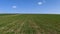 Wheat cultivated agricultural land, wheat fields, wheat fields in spring