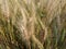 Wheat  cultivated  seed, a cereal grain whiThe many species of wheat together make up the genus Triticum; the most widely grown