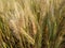 Wheat  cultivated  seed, a cereal grain whiThe many species of wheat together make up the genus Triticum; the most widely grown