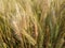 Wheat  cultivated  seed, a cereal grain whiThe many species of wheat together make up the genus Triticum; the most widely grown