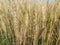 Wheat  cultivated  seed, a cereal grain whiThe many species of wheat together make up the genus Triticum; the most widely grown