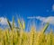 Wheat cultivation, green, growing, monoculture, agribusiness