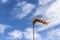 Wheat ear against blue sky background