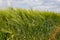 Wheat ear in the agricultural field, wheat field green tall ear swaying in the wind