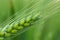 wheat ear macro photo