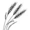 Wheat ear spikelet engraving vector