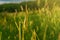 Wheat ear at sunset in the field