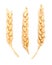 Wheat ears