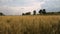 Wheat ears on agricultural farm field moving in the wind.