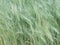 Wheat ears as background. Unripe grain. Harvest cereals