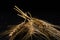 Wheat ears on the black background - cereals for bakery, flour production