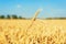 Wheat ears close up on golden agriculture field