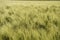 Wheat ears close up on a sunny day. Unripe green wheat in the field.